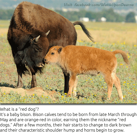 The American Bison Bison Bison!