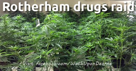 Rotherham drugs raid reveals £500k crop