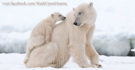 Praise for polar bear conservation efforts