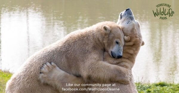 Yorkshire Wildlife Park project to help save polar bears