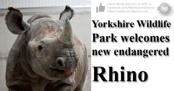 Yorkshire Wildlife Park welcomes new endangered rhino