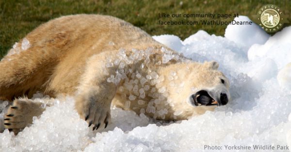 Yorkshire Wildlife Park’s animals take to the ice