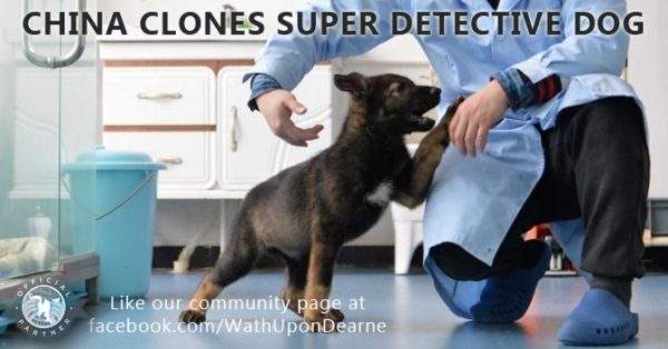 Sherlock Holmes of police dogs' successfully created through cloning in China