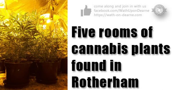 Five rooms of cannabis plants found following warrant in Rotherham